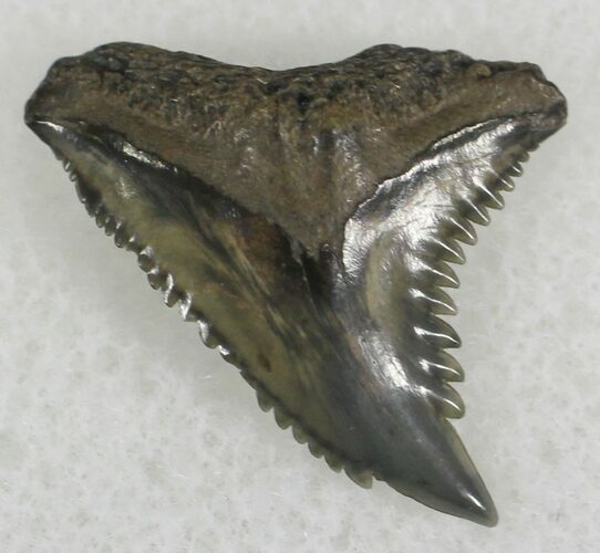Hemipristis Shark Tooth Fossil - Florida #25321